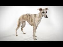 Embedded thumbnail for Whippet