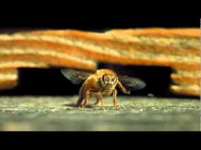 Embedded thumbnail for The beauty of pollination